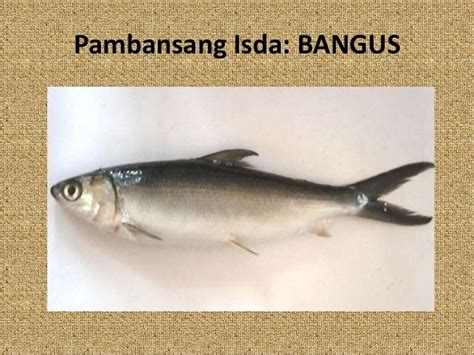 pambansang isda ng pilipinas|National Symbols of the Philippines .